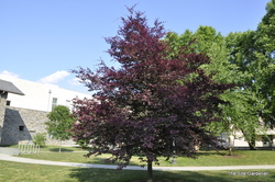 Fagus sylvatica 'Tricolor' — photo 4